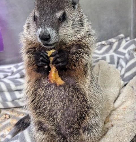 Groundhog Day, But Make It Wild 🐾