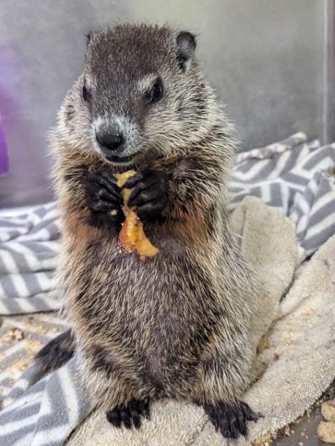 Groundhog Day, But Make It Wild 🐾