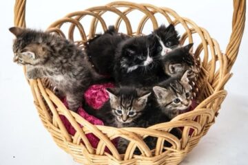 Humane Indiana Hopes to Clear the Shelters This Weekend