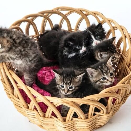 Cuteness Overload: Humane Indiana Hosts Annual Animal Baby Shower This Saturday