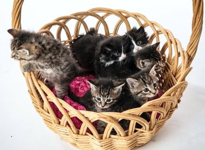 Humane Indiana Hopes to Clear the Shelters This Weekend